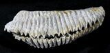 Cretaceous Fossil Oyster (Rastellum) - Madagascar #23609-1